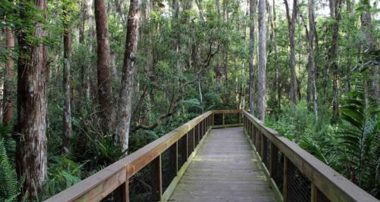 Shipwrecks, military secrets, and a gator wrestler’s treasure: Welcome to Jonathan Dickinson State Park