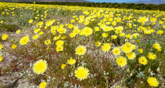 California’s desert has exploded with wildflowers—and people—but there are ways to avoid the crowds