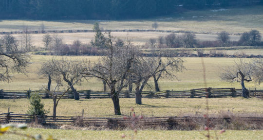 Forgotten fruit: Visiting the once-abandoned apple orchards of the Salish Sea