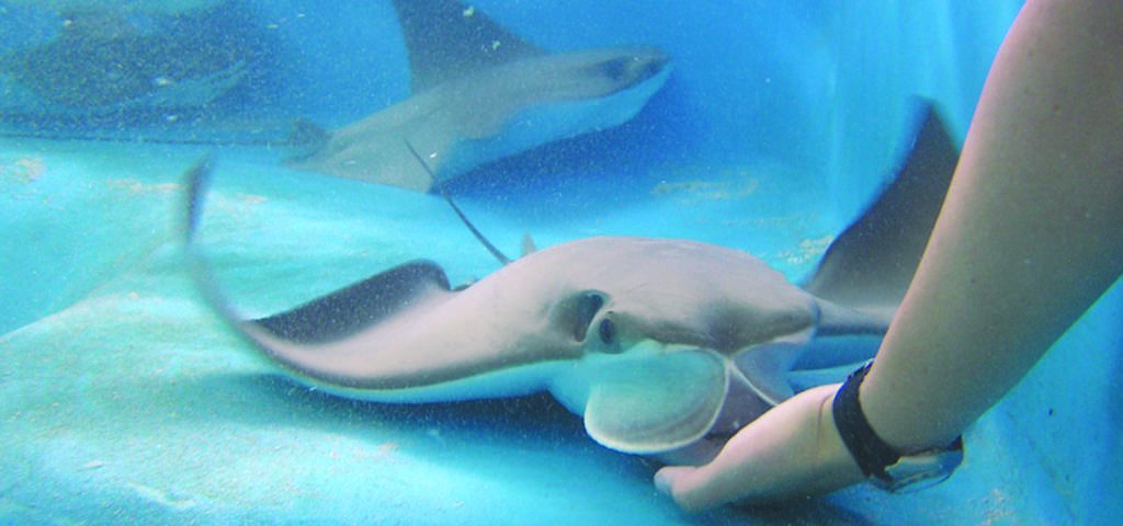 Stingray at Florida Oceanographic Center. 