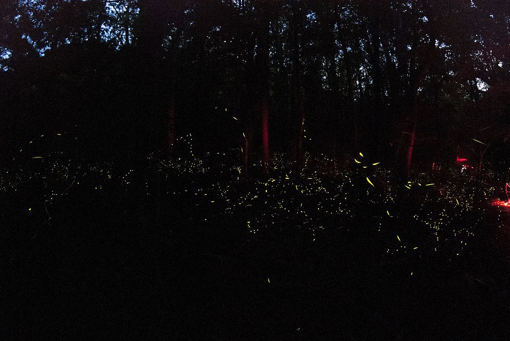 Fireflies in the Smokies in 2015. 