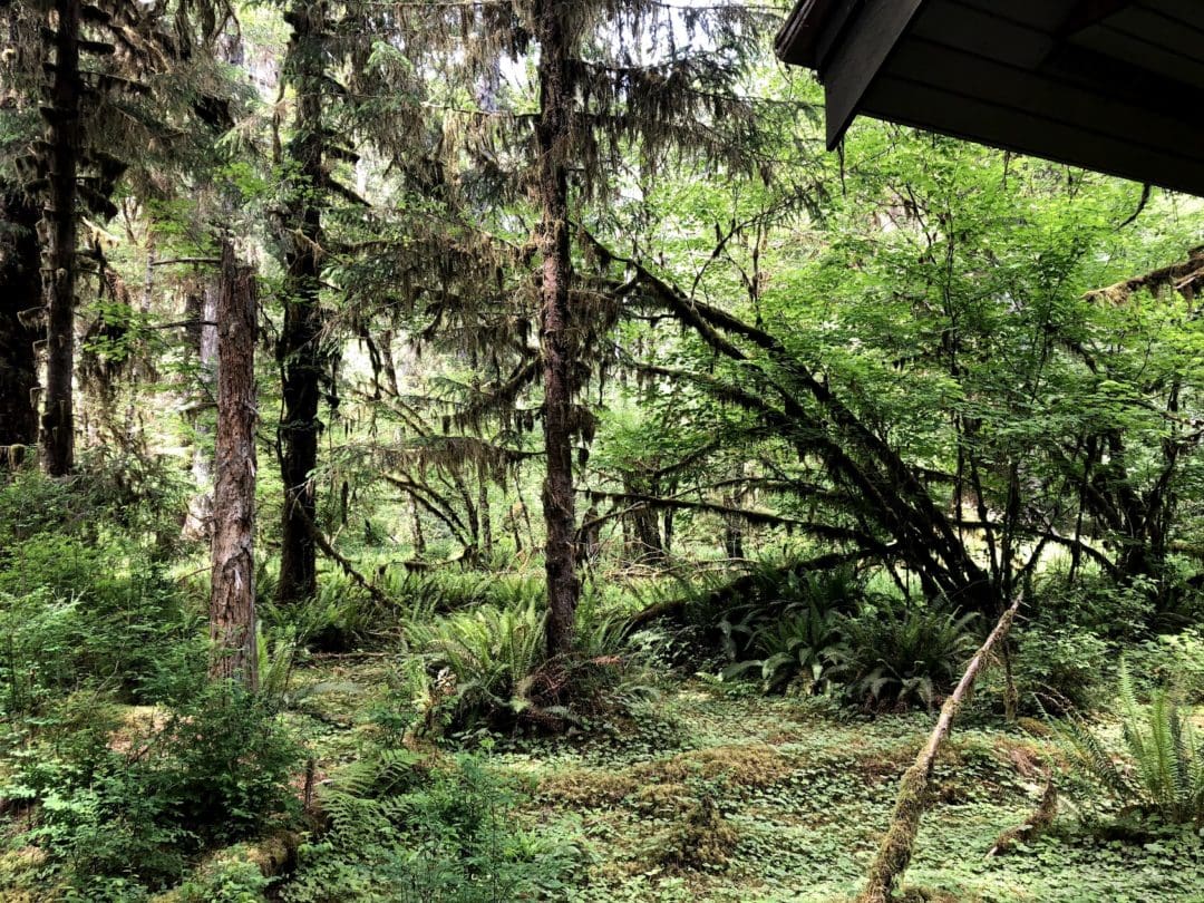 Olympic National Park. 