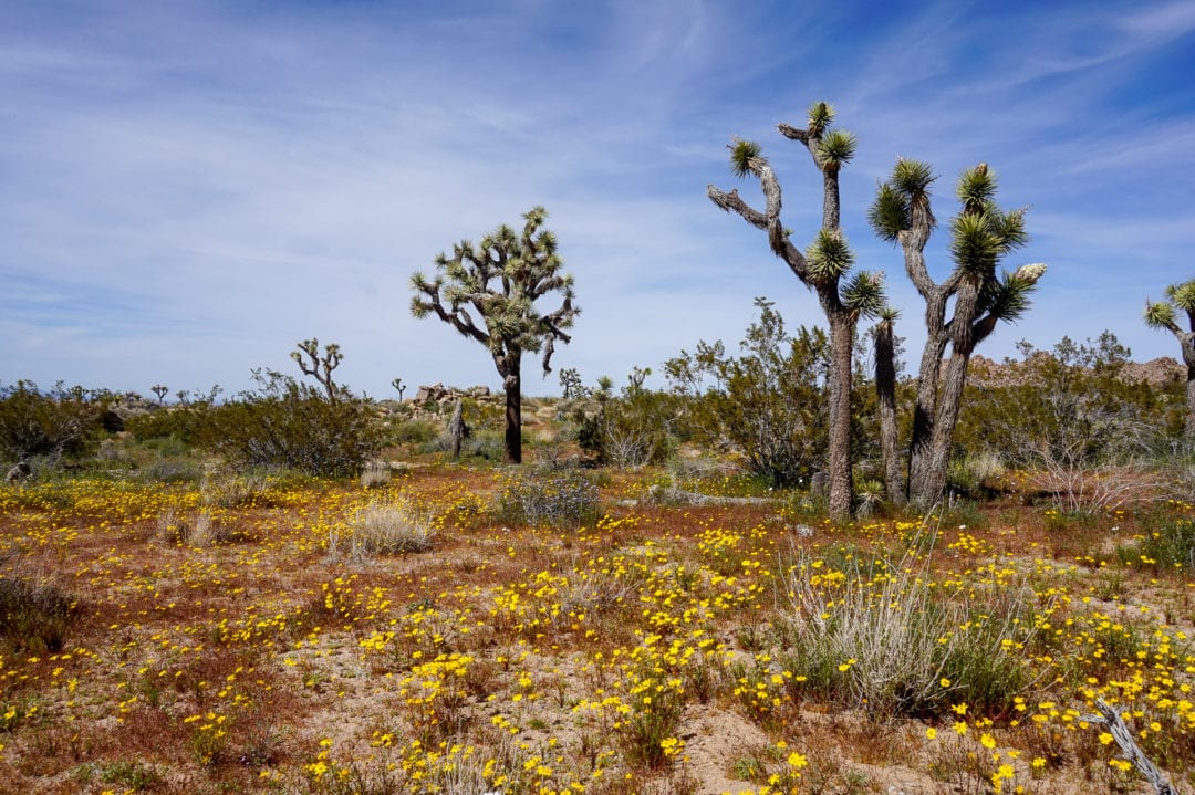 Joshua Tree National Park. 