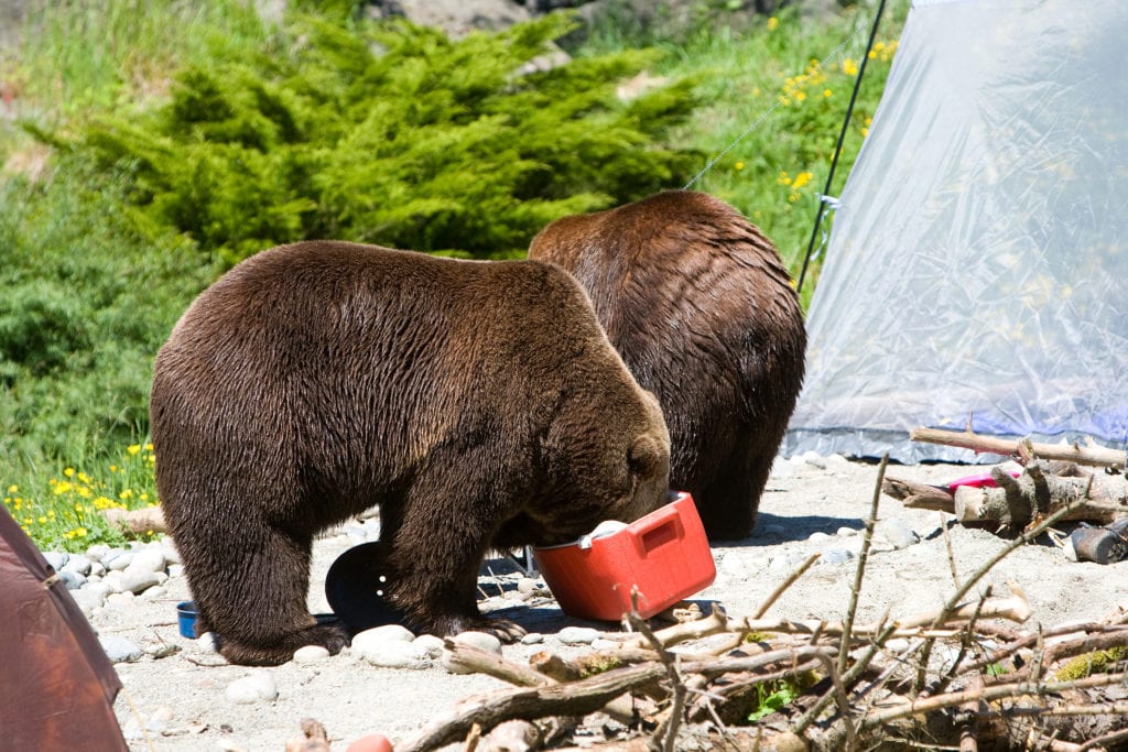 Don't leave food out at your campsite or you may return to find this...