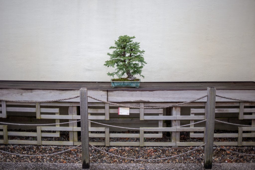 bonsai tree