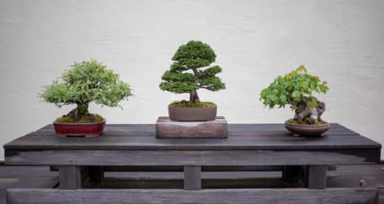The trees at the National Bonsai Museum may be tiny, but they represent centuries of history