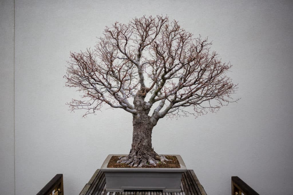bonsai tree