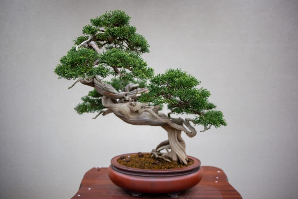 bonsai tree