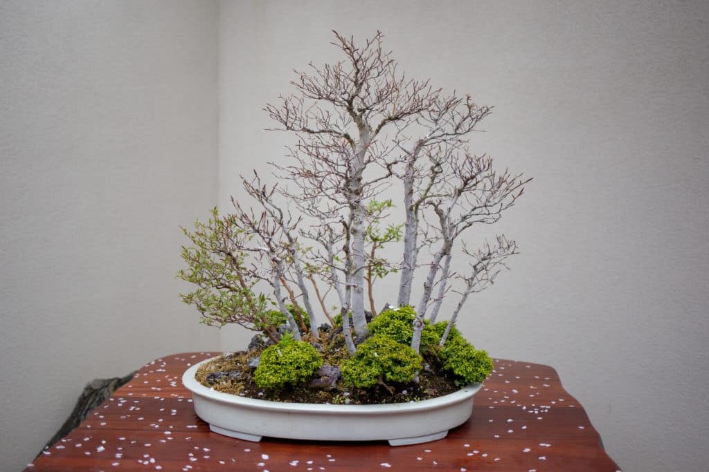 bonsai tree