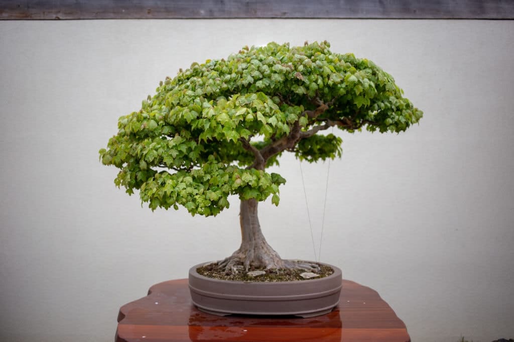 bonsai tree