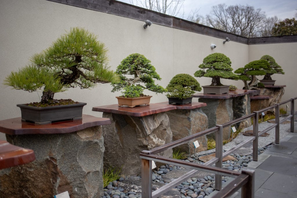 bonsai trees