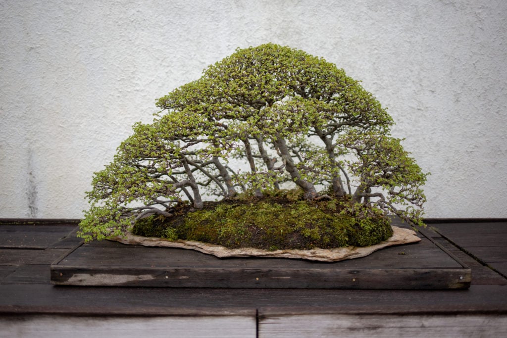 bonsai tree