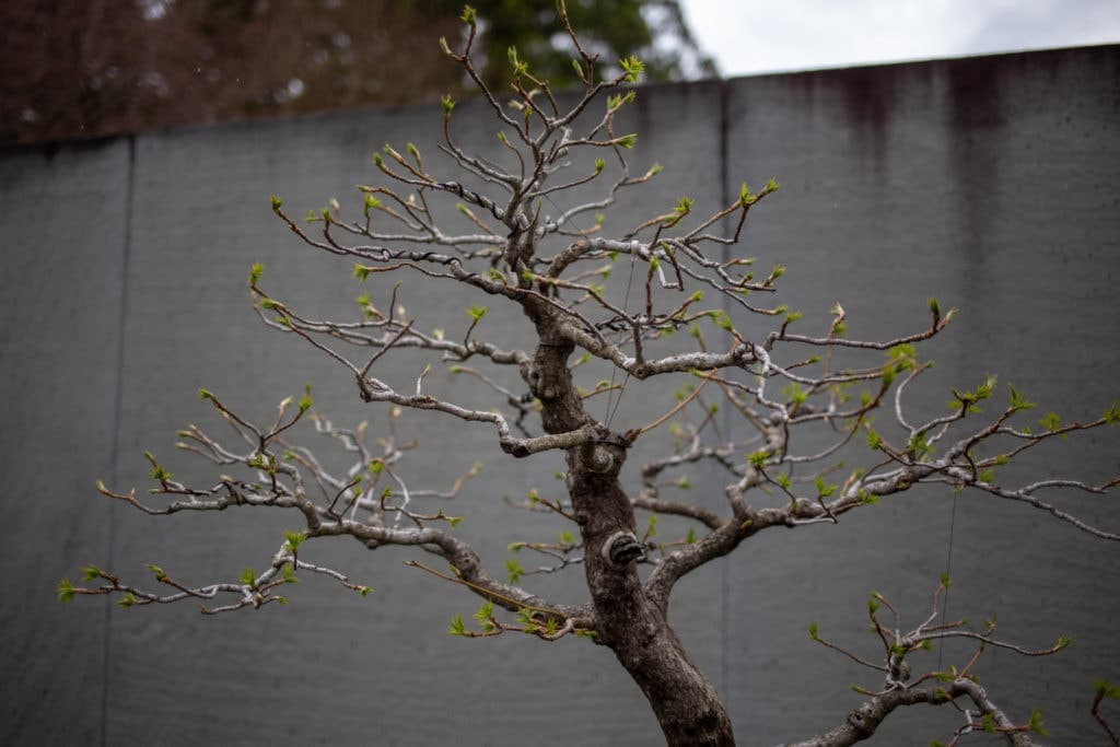 bonsai tree
