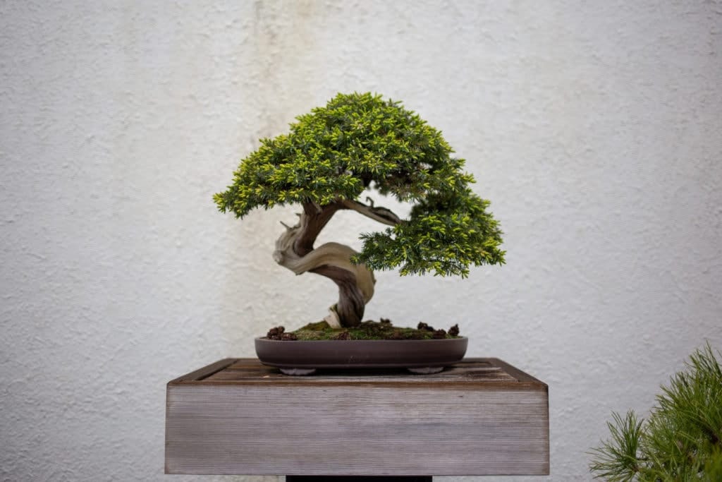 bonsai tree