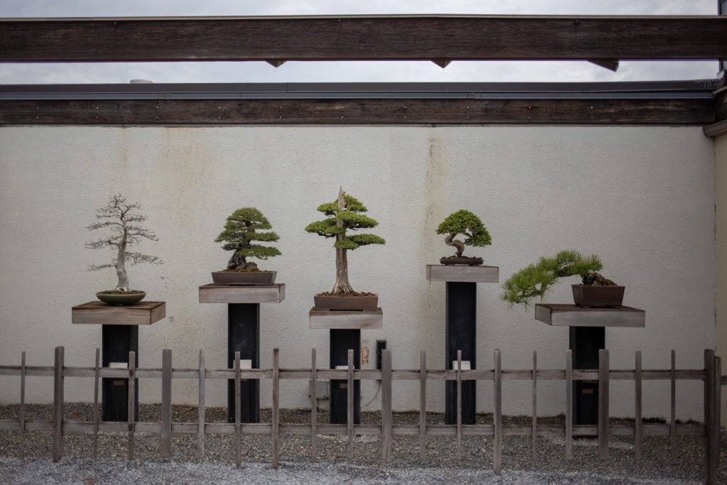 bonsai trees