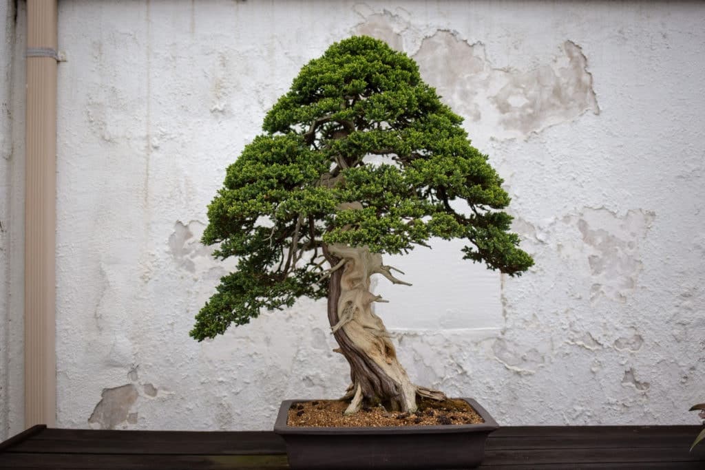bonsai tree