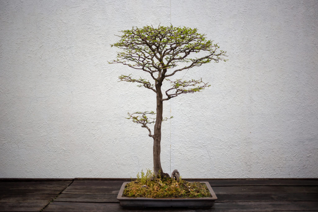 bonsai tree
