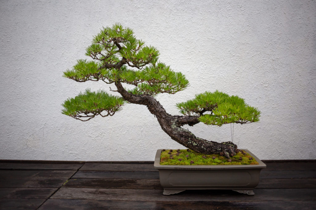 bonsai tree