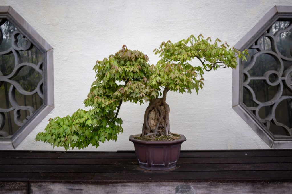 bonsai tree