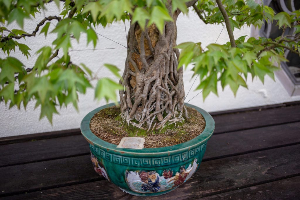 bonsai tree