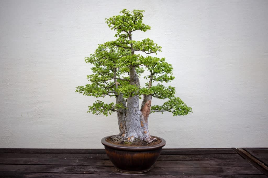 bonsai tree