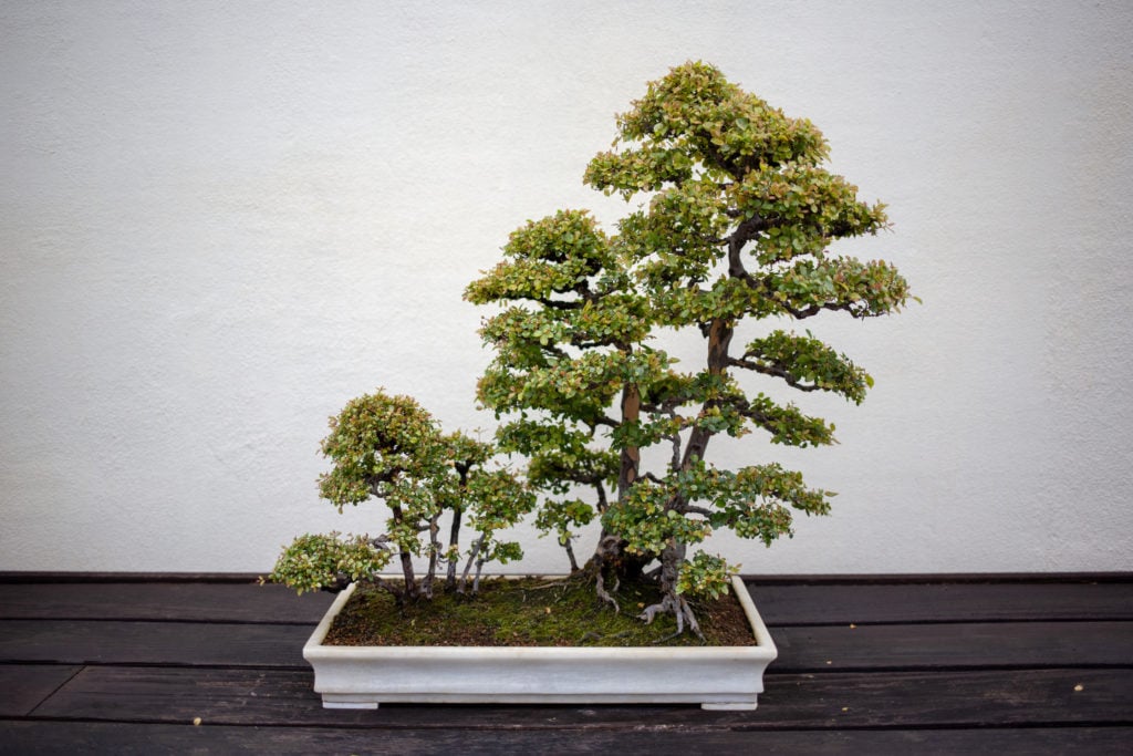 bonsai tree