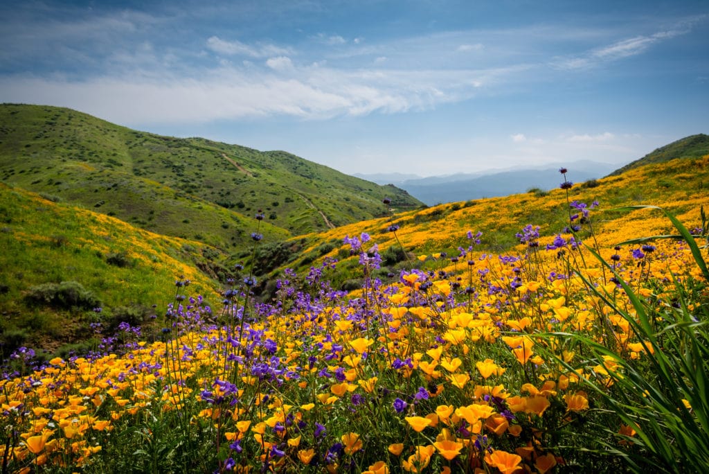 Bring a friend along for the next super bloom