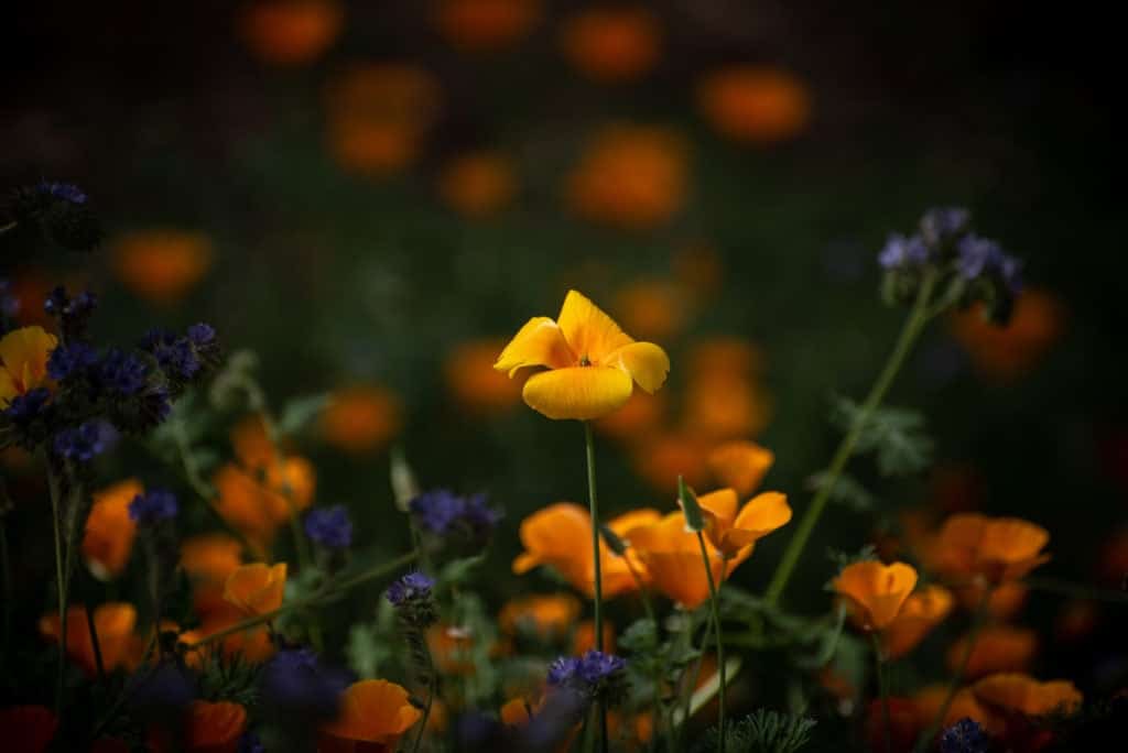 A single poppy among a super bloom