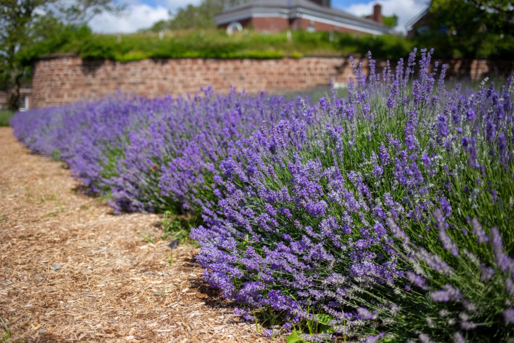 lavender field
