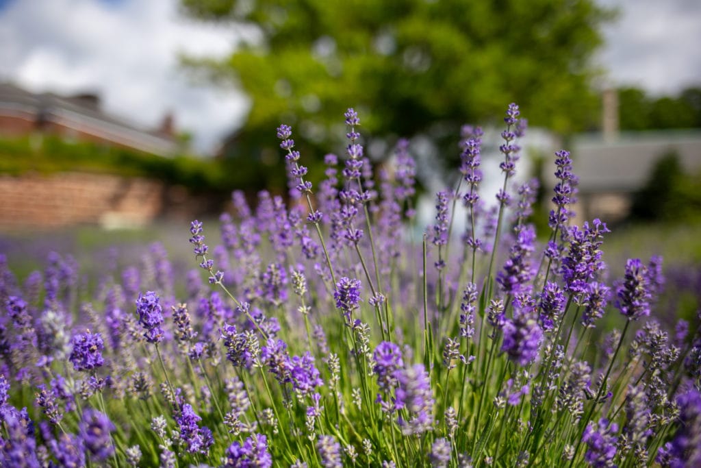 lavender field