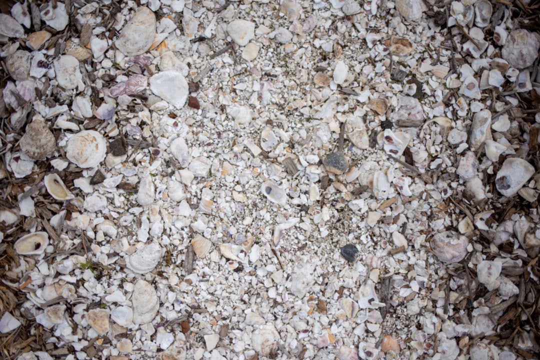 oyster shells