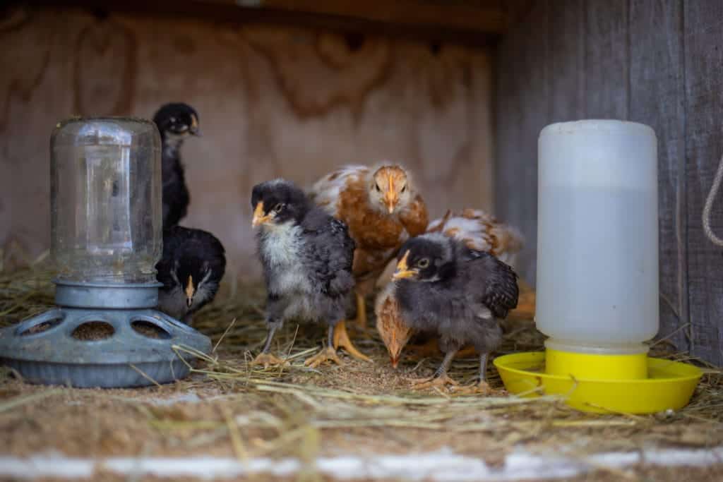 baby chicks