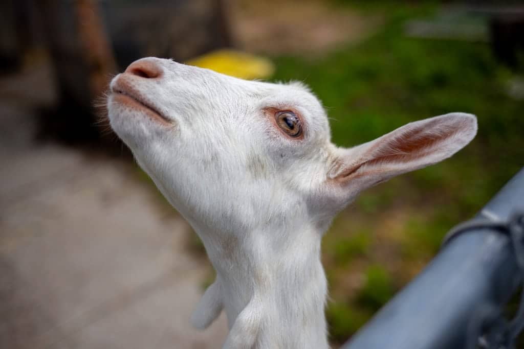 goat
