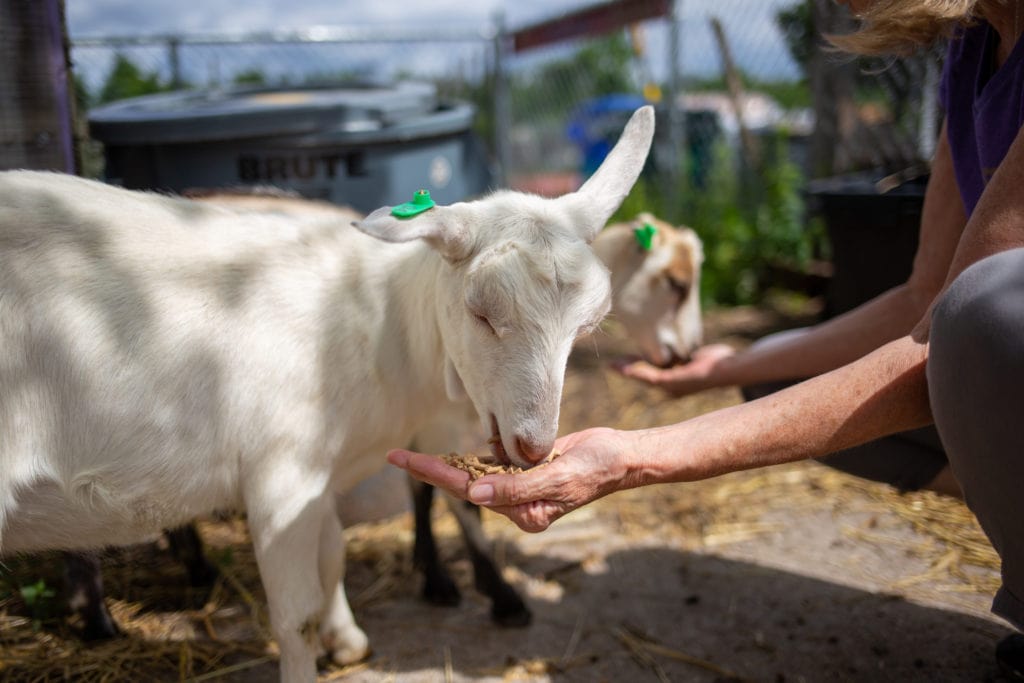 feeding goats