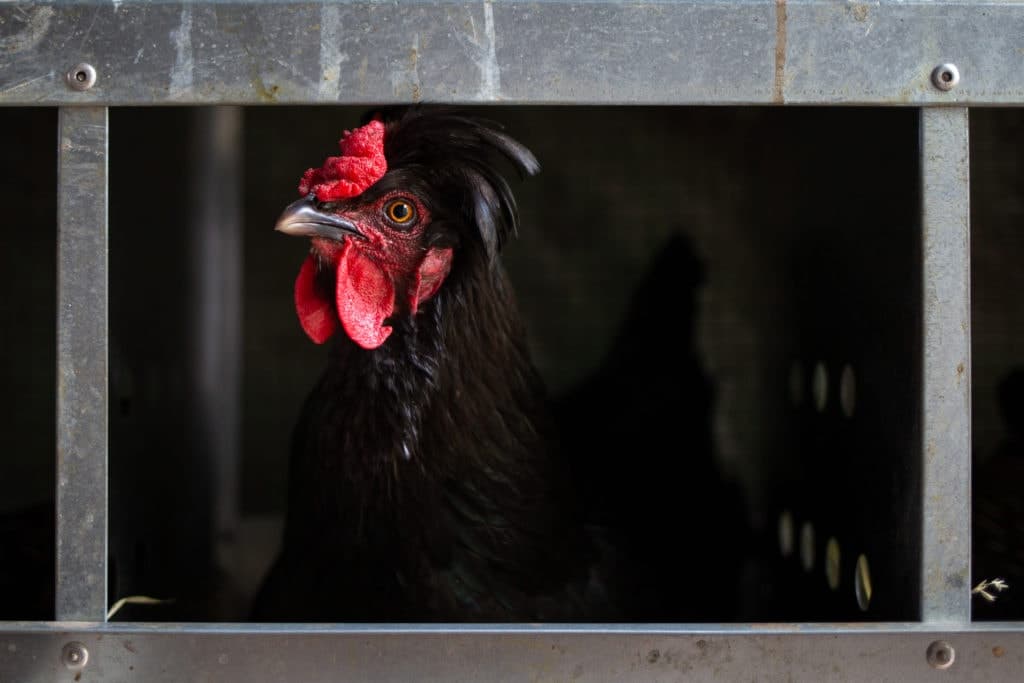 chicken