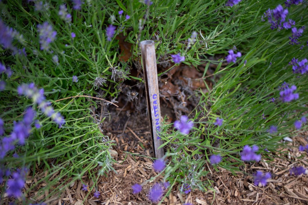 lavender field
