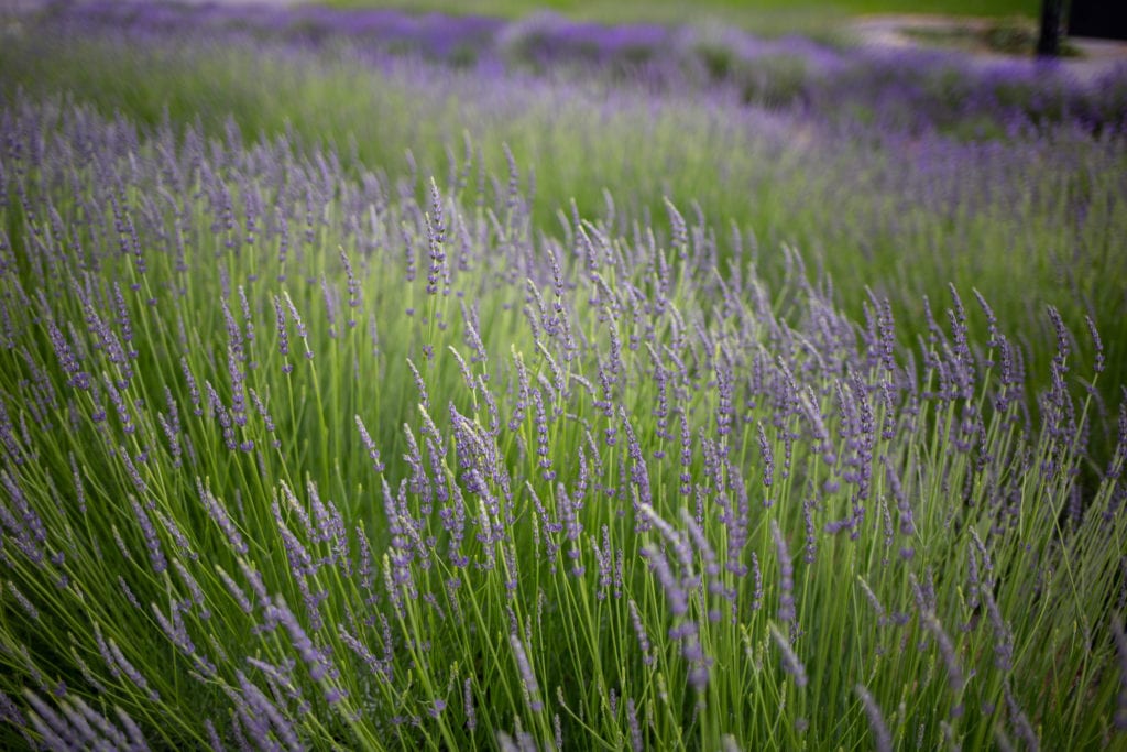lavender field