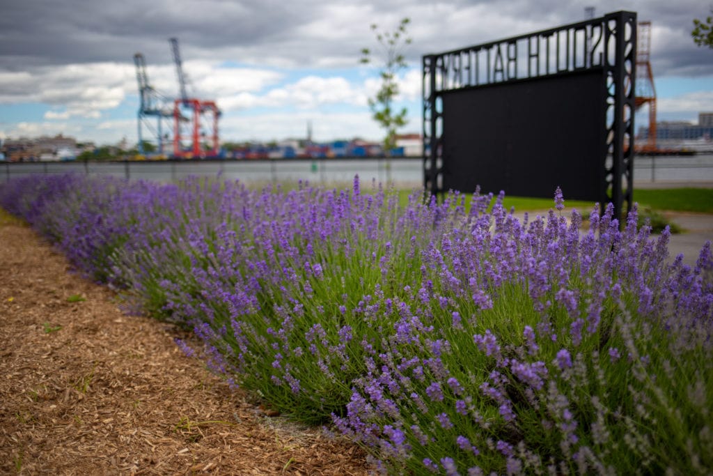 lavender field