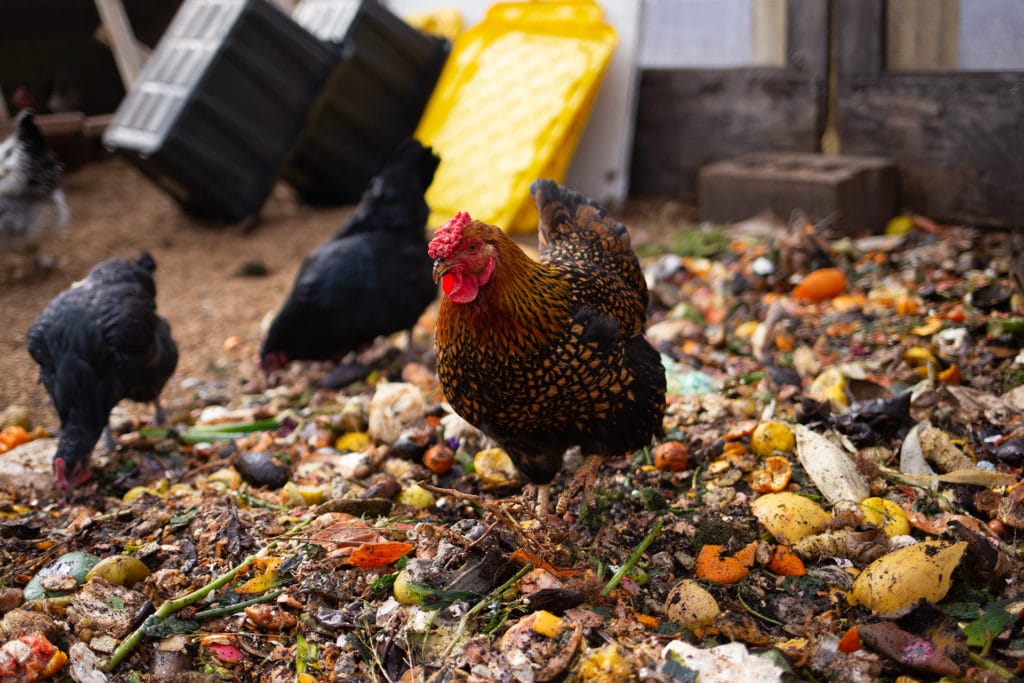 chickens eating food scraps