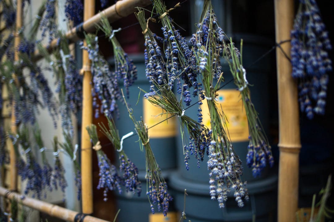 drying lavender