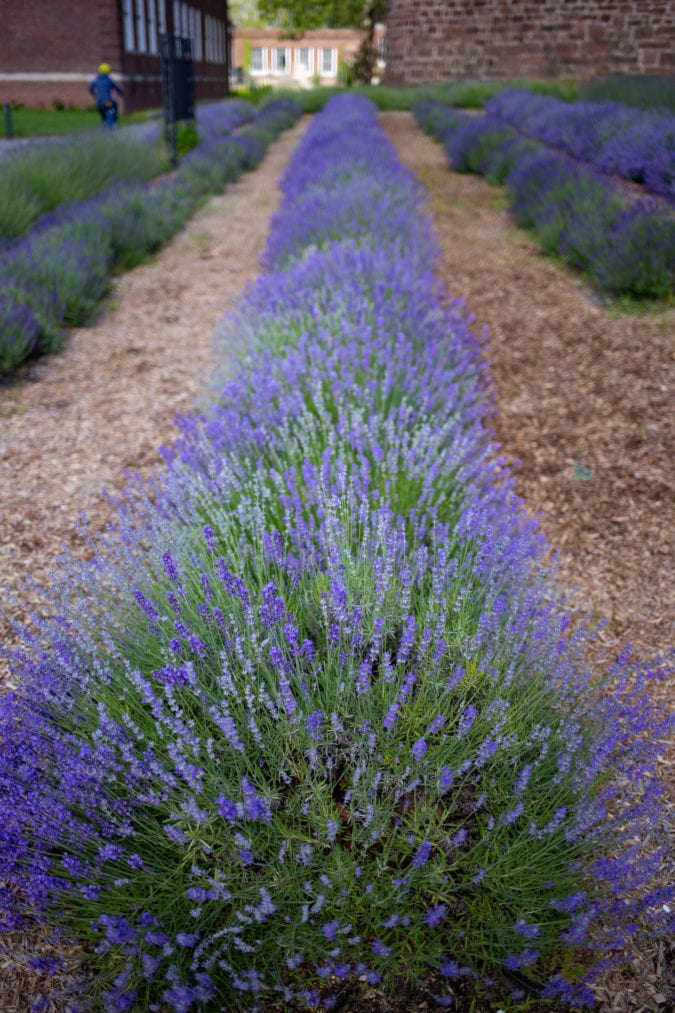 lavender field