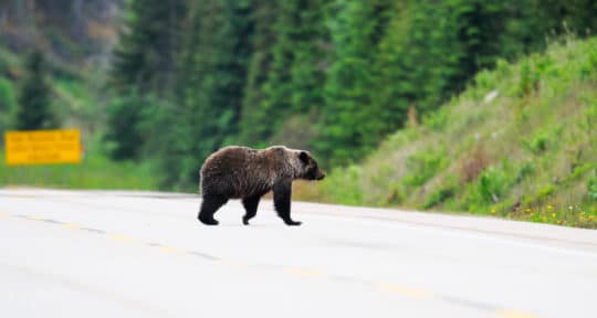 A grizzly bear has been spotted near Highway 12 in northern Idaho—the first one there in over 50 years