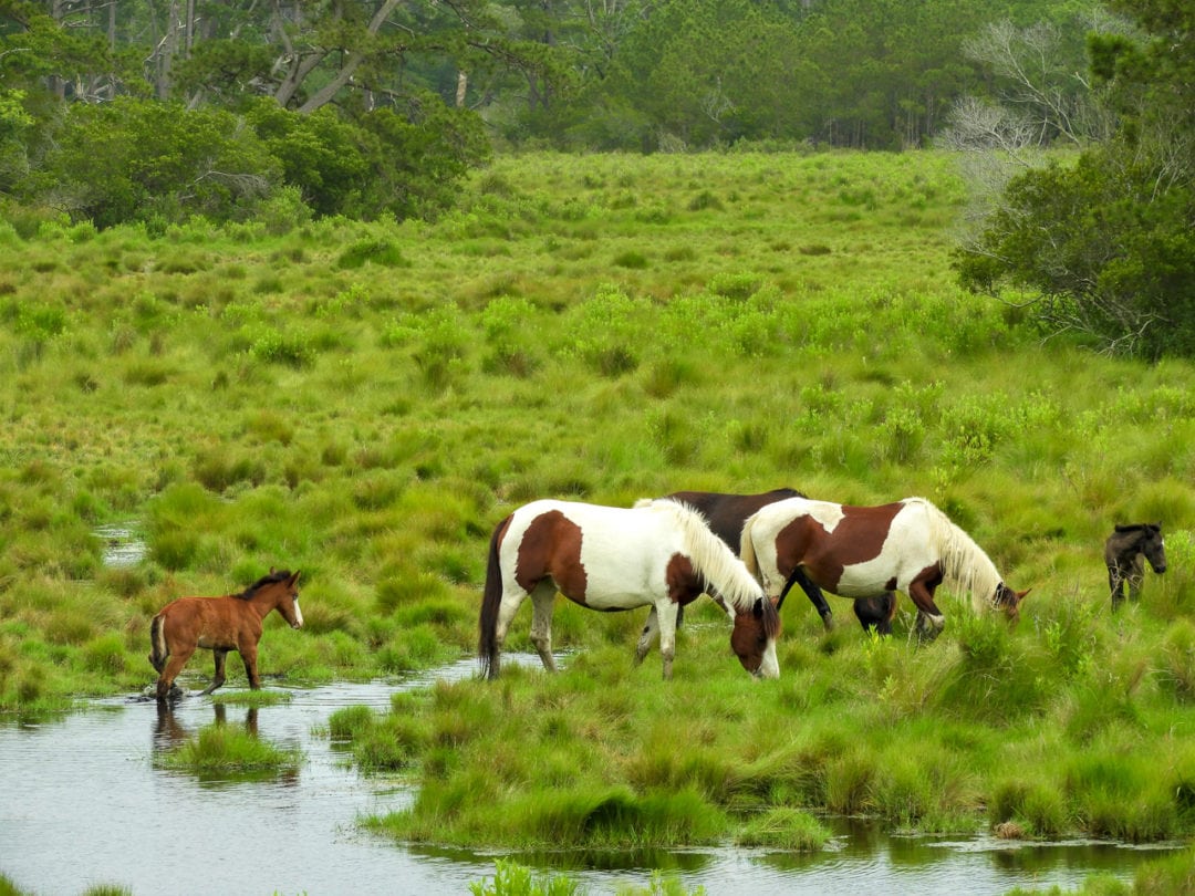 A group of pintos and their foals graze on Assateauge Island.