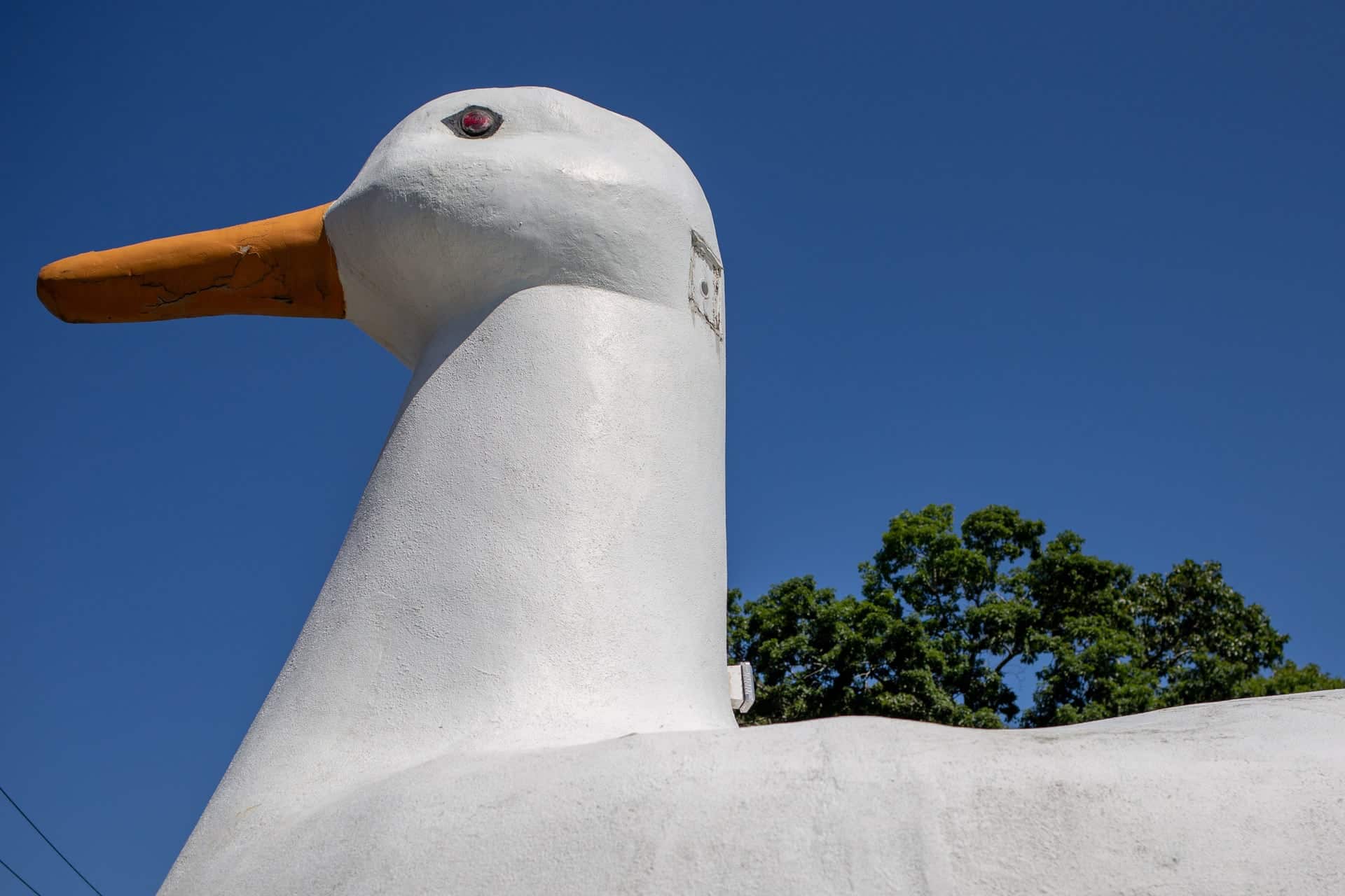 big duck