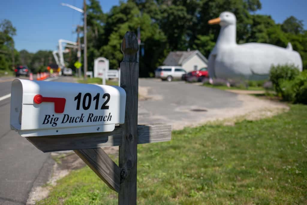 big duck