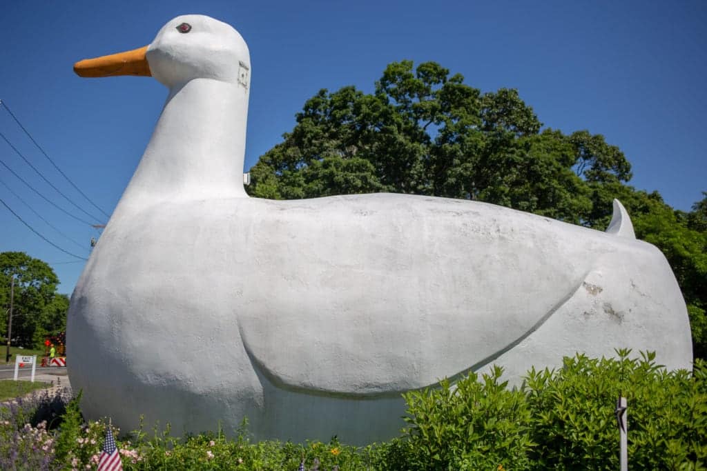 big duck