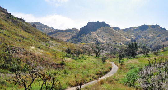 After the devastating Woolsey Fire, Malibu’s landscape is coming back to life