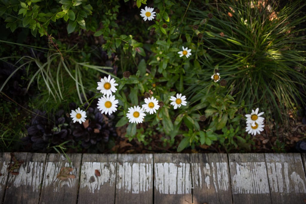 daisies