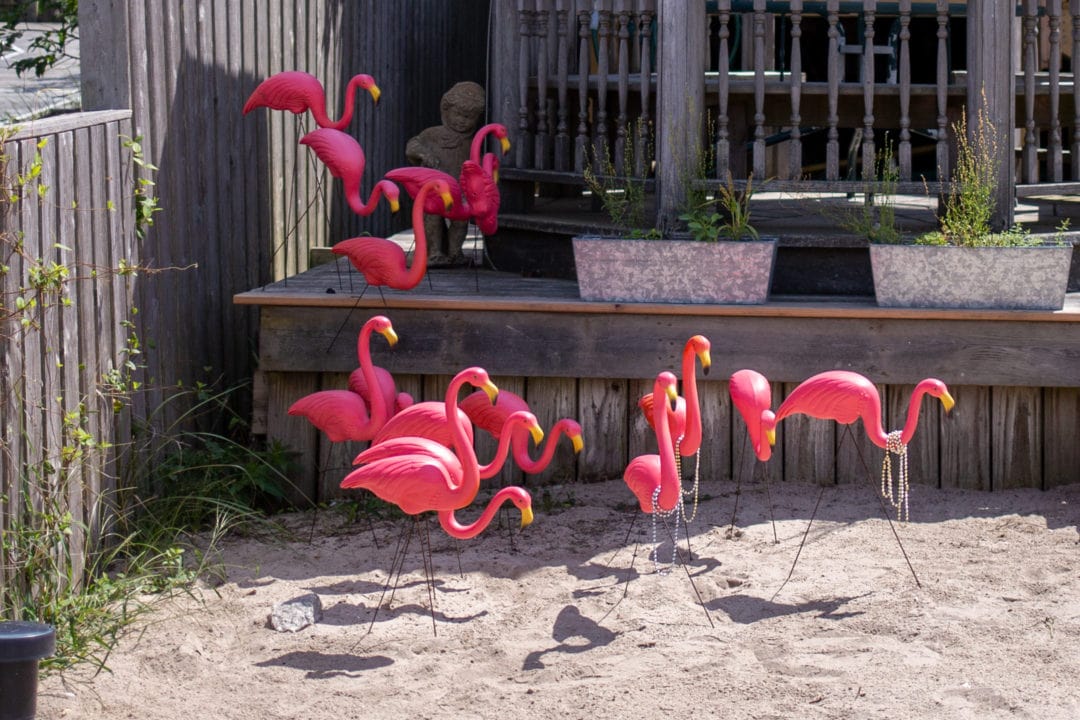 pink flamingos