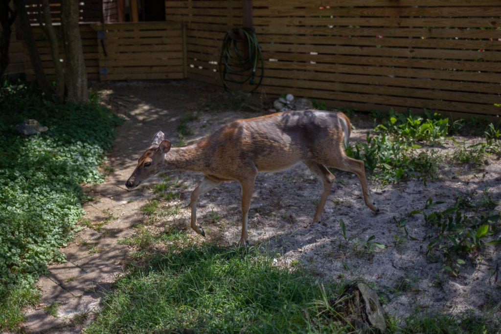 white-tailed deer
